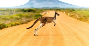 kangaroo